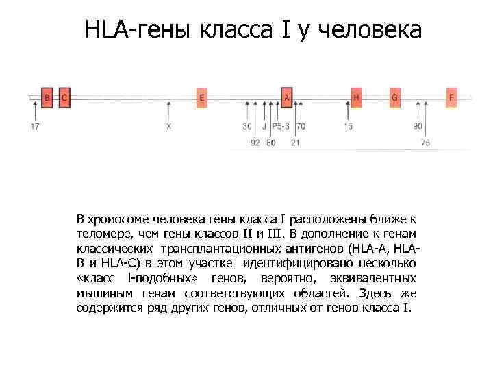 HLA-гены класса I у человека В хромосоме человека гены класса I расположены ближе к