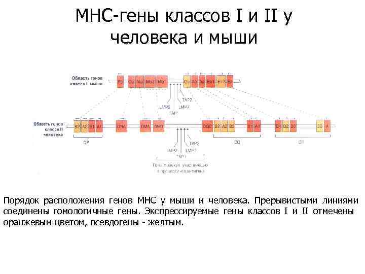 MHC-гены классов I и II у человека и мыши Порядок расположения генов МНС у