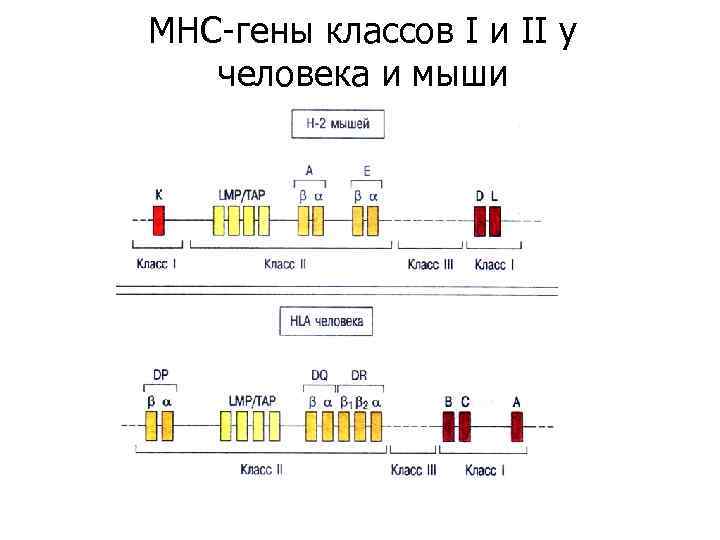 MHC-гены классов I и II у человека и мыши 