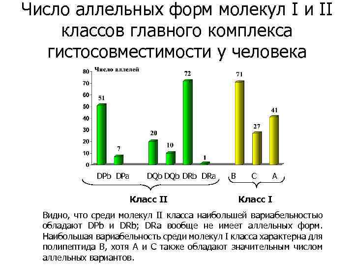 Число аллельных форм молекул I и II классов главного комплекса гистосовместимости у человека DPb