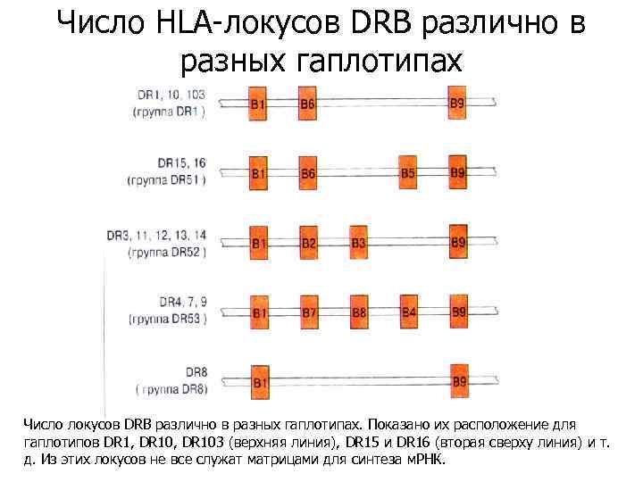 Генотип hla. Локусы HLA. HLA-гаплотип. HLA Dr-3, Dr-4. HLA dr2 и dr3.