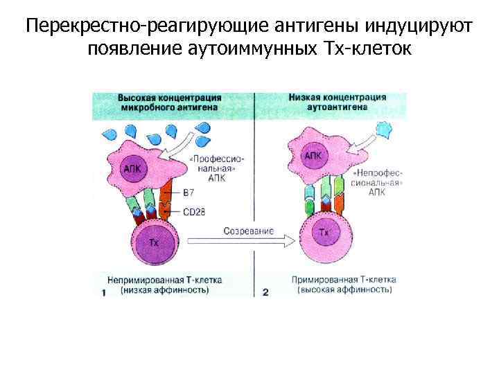 Перекрестно-реагирующие антигены индуцируют появление аутоиммунных Тх-клеток 