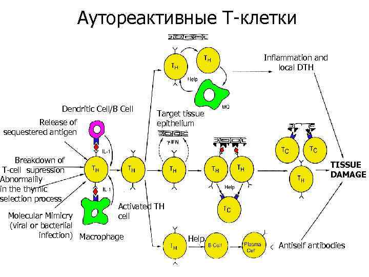 Аутореактивные Т-клетки Inflammation and local DTH Dendritic Cell/B Cell Release of sequestered antigen Breakdown