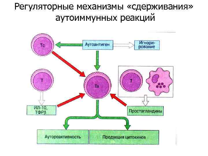 Регуляторные механизмы «сдерживания» аутоиммунных реакций 