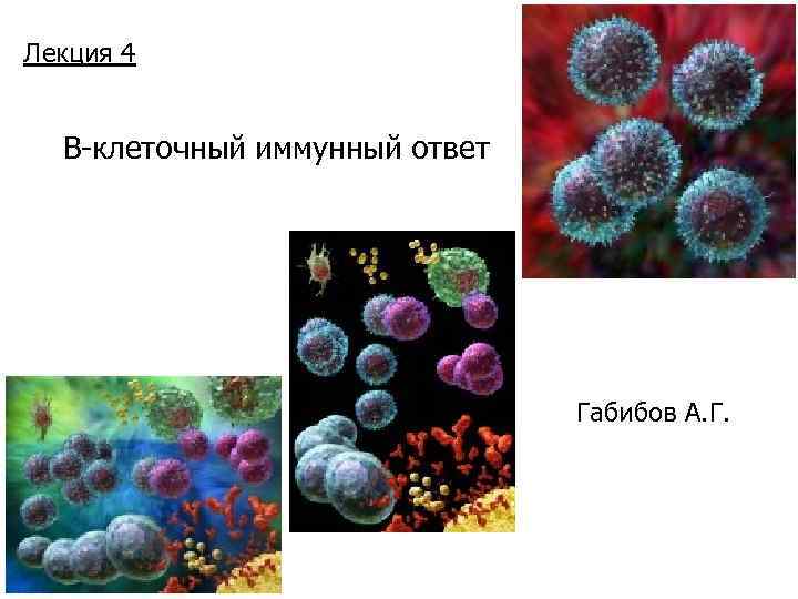 Лекция 4 В-клеточный иммунный ответ Габибов А. Г. 