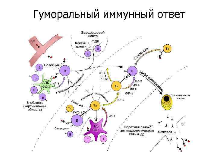 Гуморальный иммунный ответ 