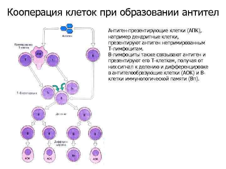 Кооперация клеток при образовании антител Антиген-презентирующие клетки (АПК), например дендритные клетки, презентируют антиген непримированным