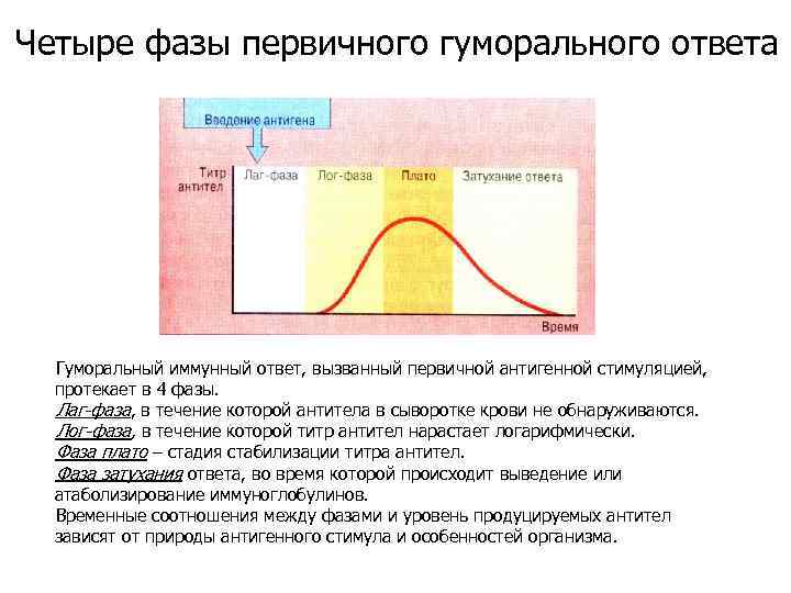 Четыре фазы первичного гуморального ответа Гуморальный иммунный ответ, вызванный первичной антигенной стимуляцией, протекает в