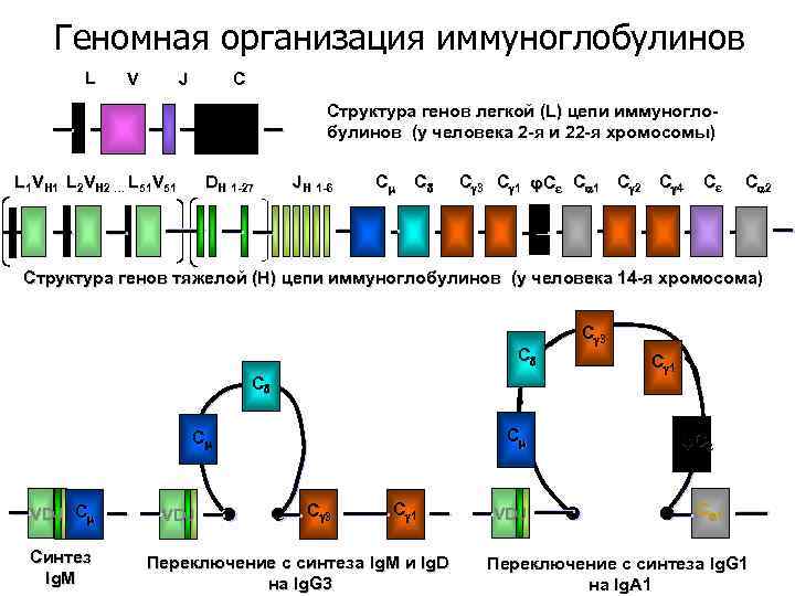 Геномная организация иммуноглобулинов L V J C Структура генов легкой (L) цепи иммуноглобулинов (у