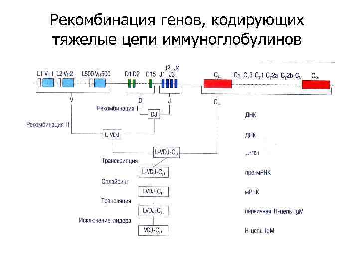 Рекомбинация генов, кодирующих тяжелые цепи иммуноглобулинов 