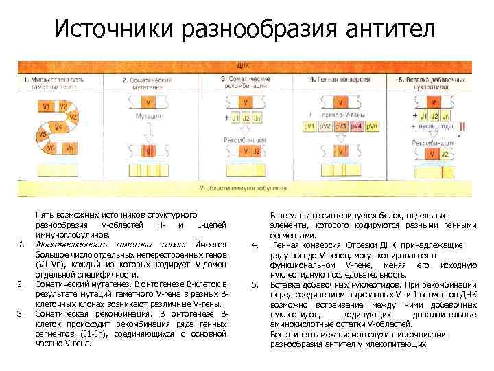 Источники разнообразия антител 1. 2. 3. Пять возможных источников структурного разнообразия V-областей Ни L-цепей