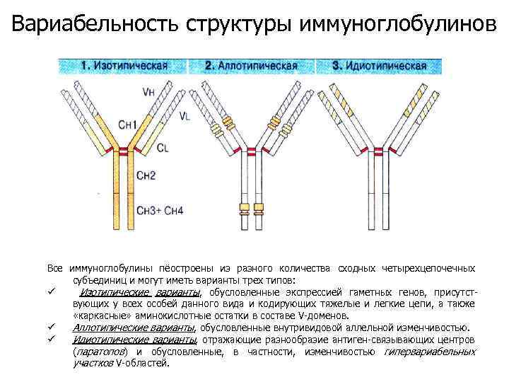 Вариабельность структуры иммуноглобулинов Все иммуноглобулины пёостроены из разного количества сходных четырехцепочечных субъединиц и могут