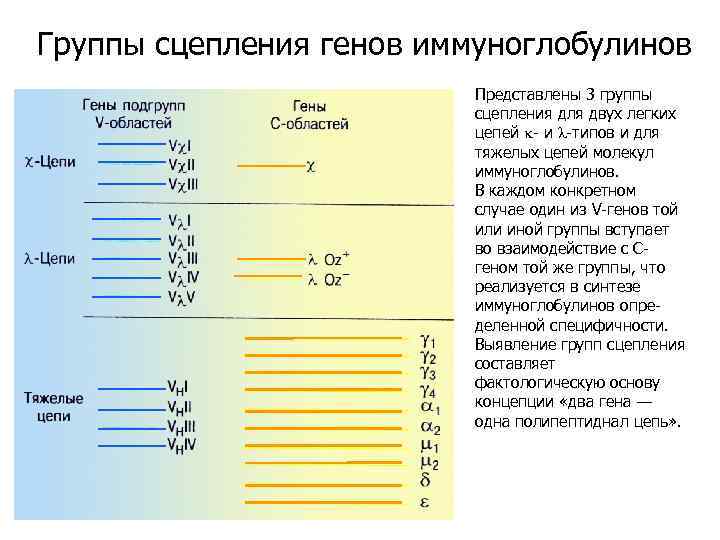 Геном груп. Сцепление генов группы сцепления. Примеры групп сцепления у человека.