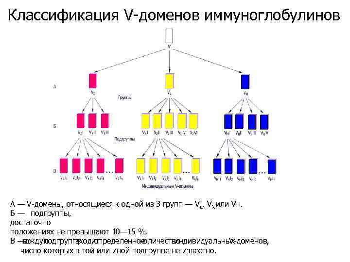 Классификация V-доменов иммуноглобулинов А — V-домены, относящиеся к одной из 3 групп — Vk,