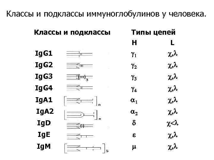 Классы и подклассы иммуноглобулинов у человека. Классы и подклассы Ig. G 1 Типы цепей