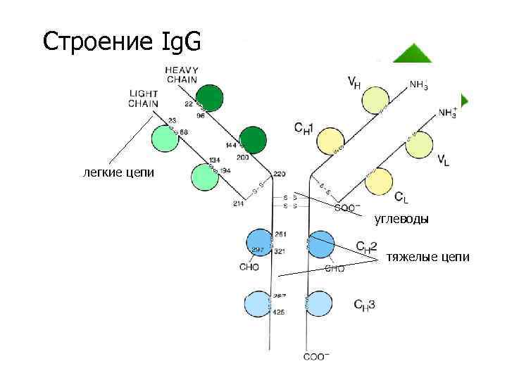 Строение Ig. G легкие цепи углеводы тяжелые цепи 