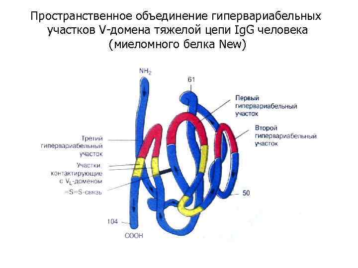 Пространственное объединение гипервариабельных участков V-домена тяжелой цепи Ig. G человека (миеломного белка New) 