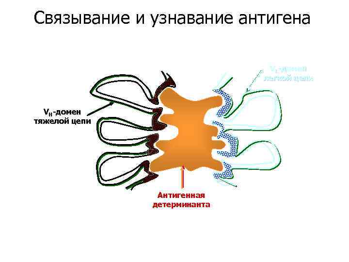 Связывание и узнавание антигена VL-домен легкой цепи VH-домен тяжелой цепи Антигенная детерминанта 