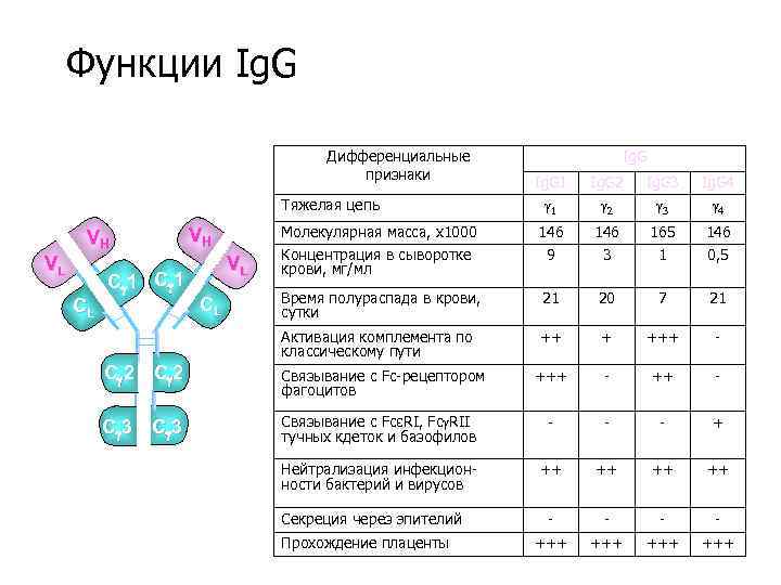 Vr igg. IGG функции. IGG молекулярная масса. Ig g функция. IGG молекулярный вес.