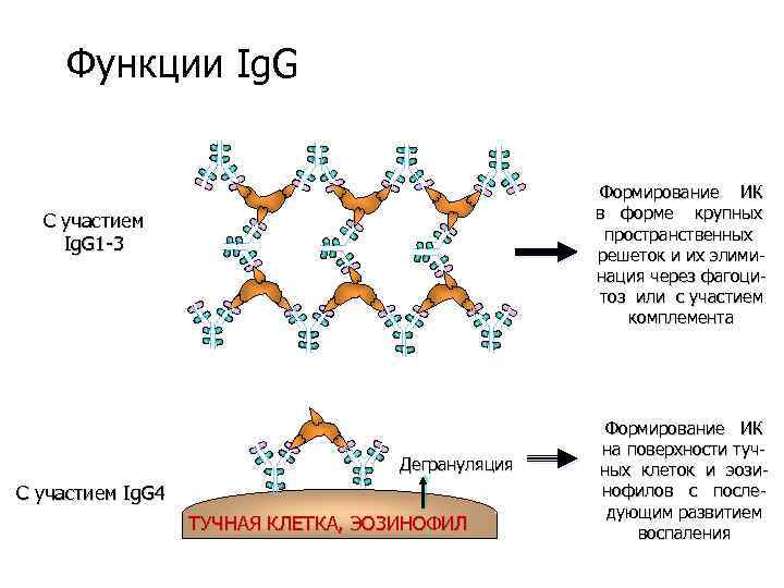 Функции Ig. G Формирование ИК в форме крупных пространственных решеток и их элиминация через