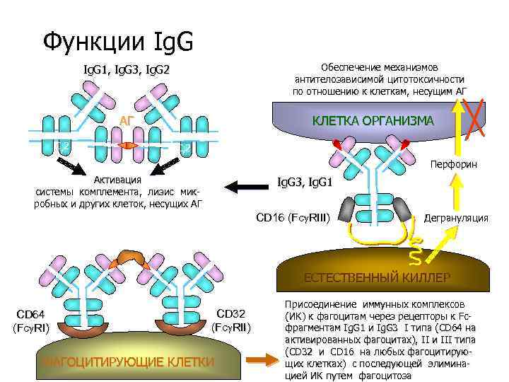 Функции Ig. G Обеспечение механизмов антителозависимой цитотоксичности по отношению к клеткам, несущим АГ Ig.