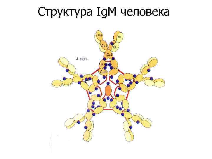 Структура Ig. M человека 