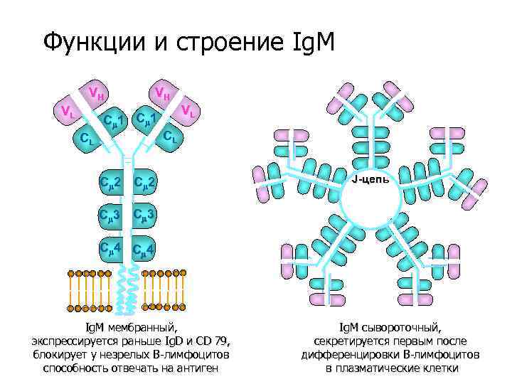 Функции и строение Ig. M VH VL VH C 1 CL VL CL C