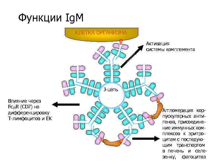 Функции Ig. M КЛЕТКА ОРГАНИЗМА Активация системы комплемента C 2 J-цепь Влияние через Fc