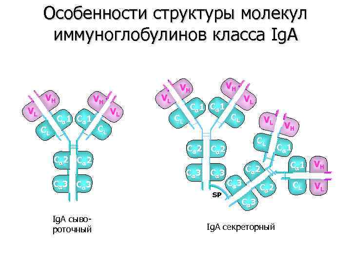 Особенности структуры молекул иммуноглобулинов класса Ig. A VH VL CL VH C 1 C