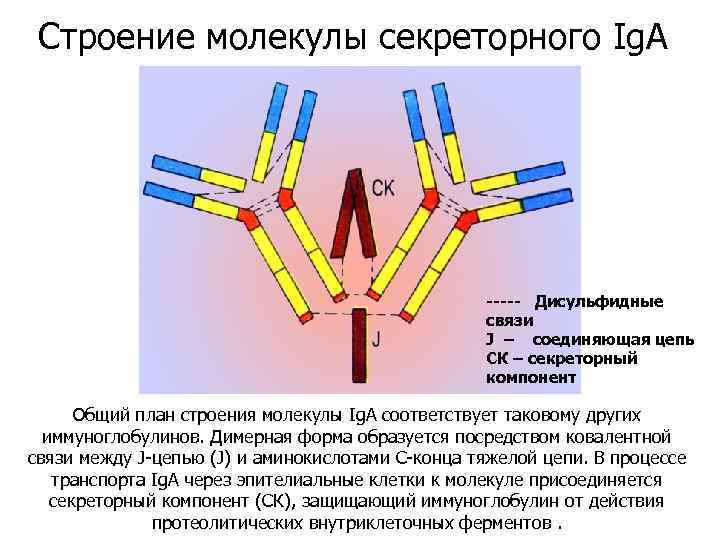Гены иммуноглобулинов