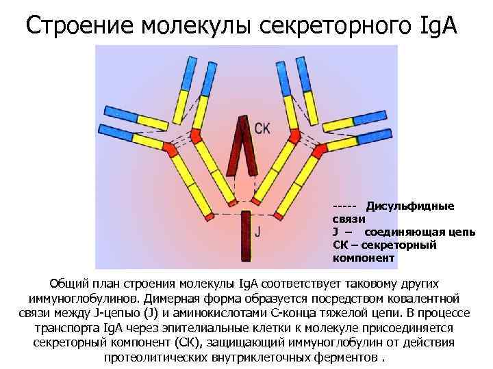 Строение молекулы секреторного Ig. A ----- Дисульфидные связи J – соединяющая цепь СК –