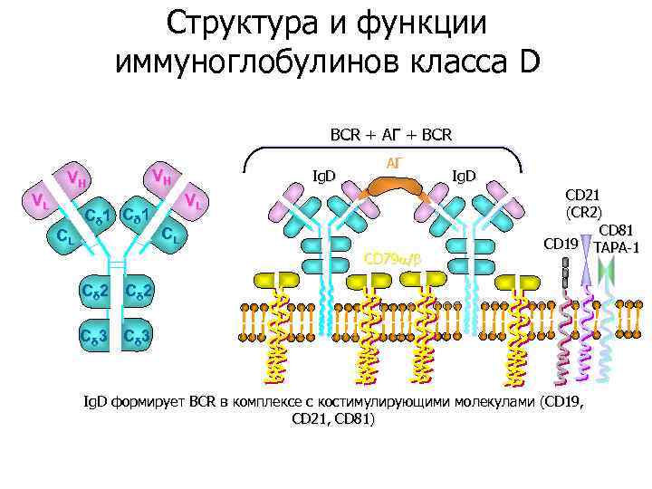 Структура и функции иммуноглобулинов класса D BCR + АГ + BCR VH VL CL