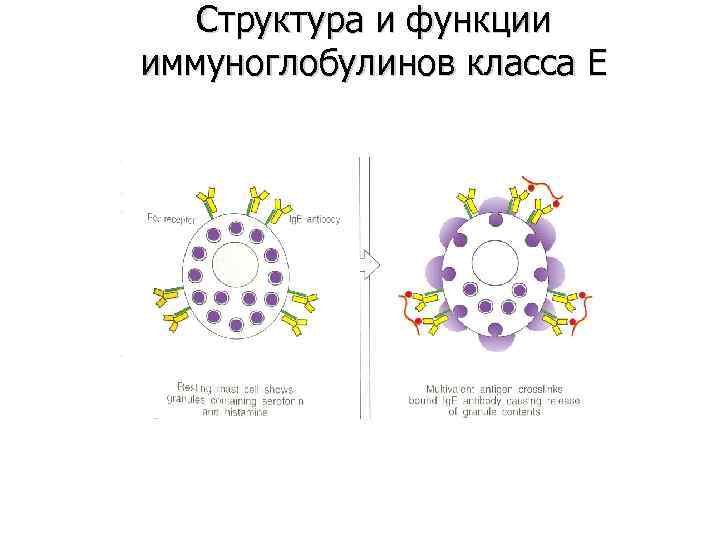 Структура и функции иммуноглобулинов класса E 