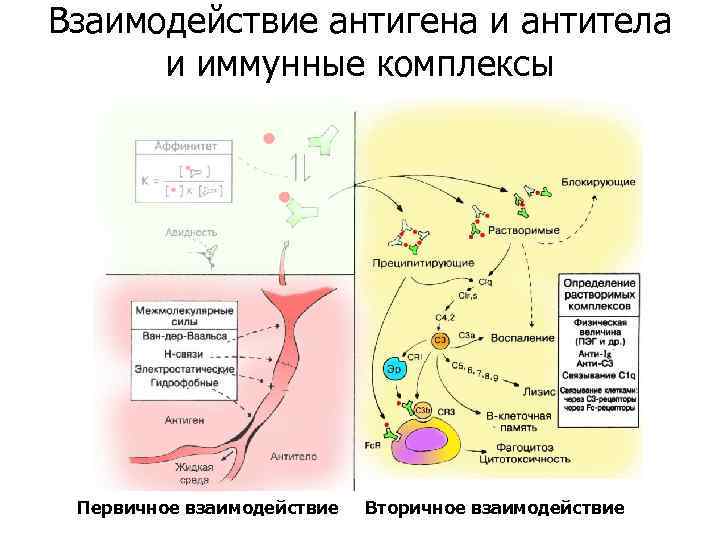 Взаимодействие антигена с антителом