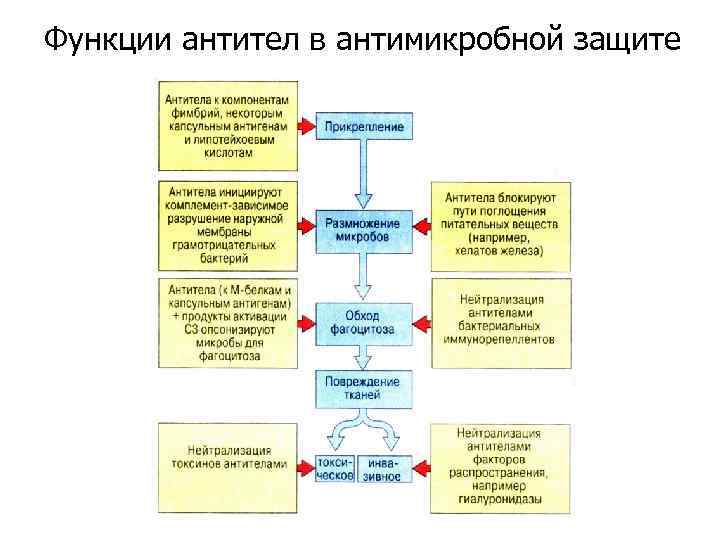 Функции антител в антимикробной защите 