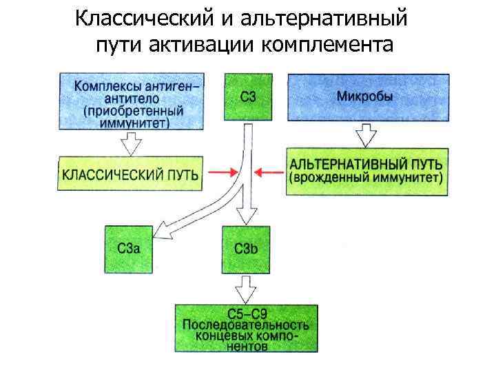 Схема активация комплемента