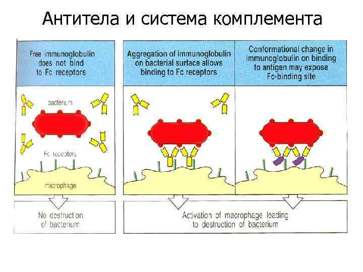 Антитела и система комплемента 