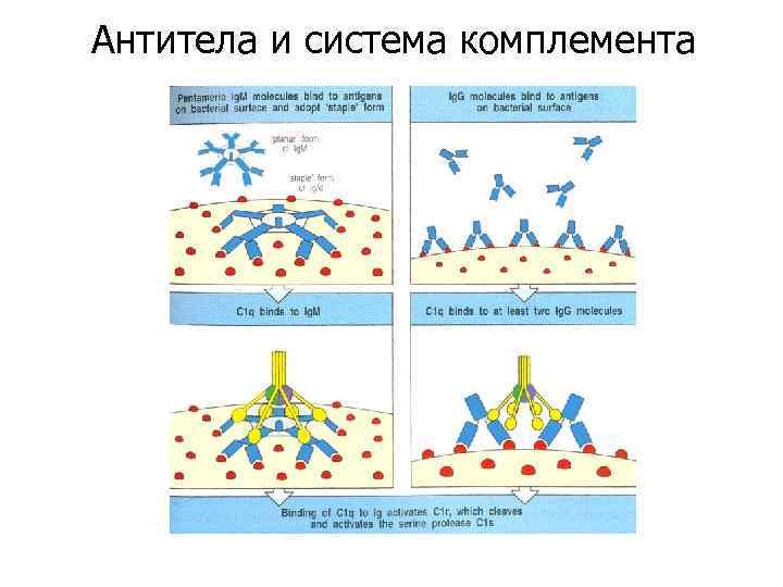 Антитела и система комплемента 