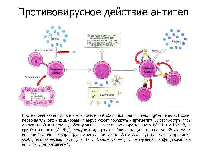 Противовирусное действие антител Проникновению вирусов в клетки слизистой оболочки препятствуют Ig. A-антитела. После первоначального