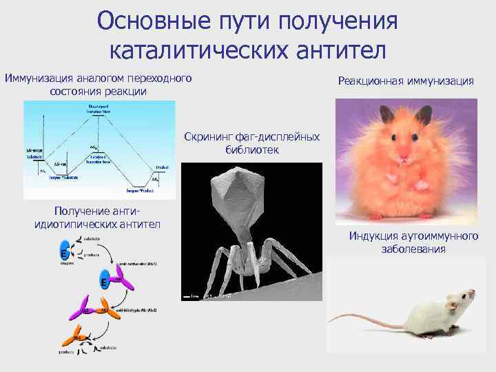 Основные пути получения каталитических антител Иммунизация аналогом переходного состояния реакции Реакционная иммунизация Скрининг фаг-дисплейных
