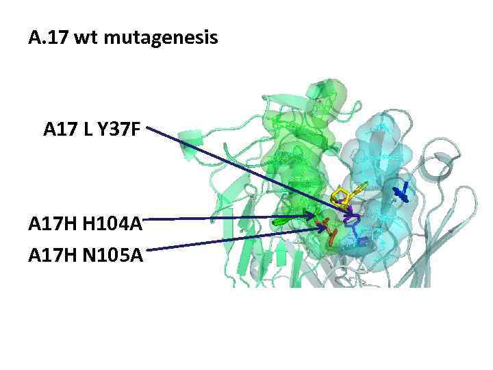 A. 17 wt mutagenesis A 17 L Y 37 F A 17 H H