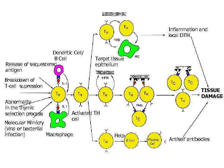Inflammation and local DTH Dendritic Cell/ B Cell Release of sequestered antigen Target tissue