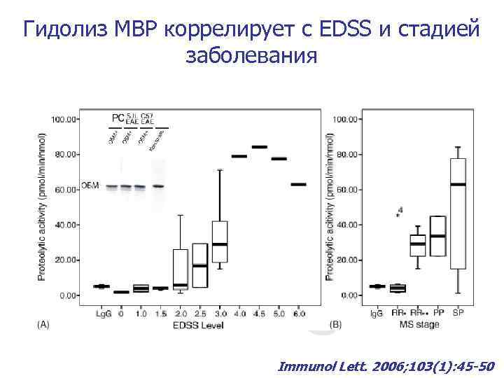 Гидолиз MBP коррелирует с EDSS и стадией заболевания Immunol Lett. 2006; 103(1): 45 -50