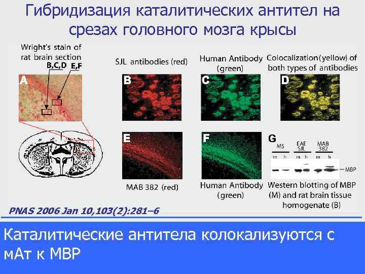 Гибридизация каталитических антител на срезах головного мозга крысы PNAS 2006 Jan 10, 103(2): 281–