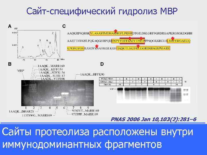 Сайт-специфический гидролиз MBP PNAS 2006 Jan 10, 103(2): 281– 6 Сайты протеолиза расположены внутри