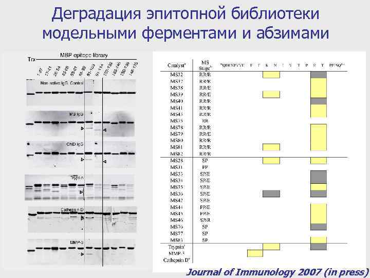 Деградация эпитопной библиотеки модельными ферментами и абзимами Journal of Immunology 2007 (in press) 