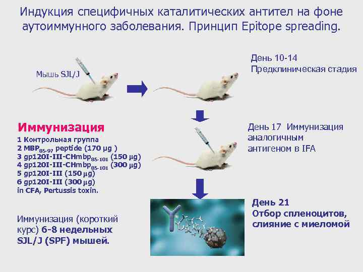 Индукция специфичных каталитических антител на фоне аутоиммунного заболевания. Принцип Epitope spreading. Мышь SJL/J Иммунизация