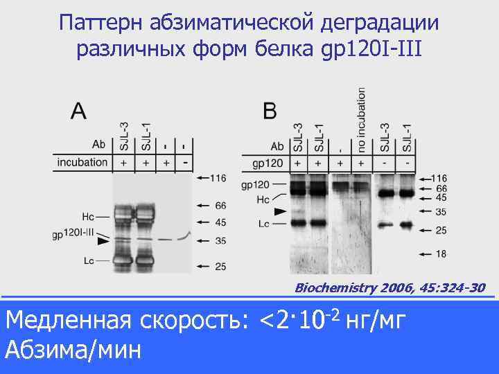 Паттерн абзиматической деградации различных форм белка gp 120 I-III Biochemistry 2006, 45: 324 -30