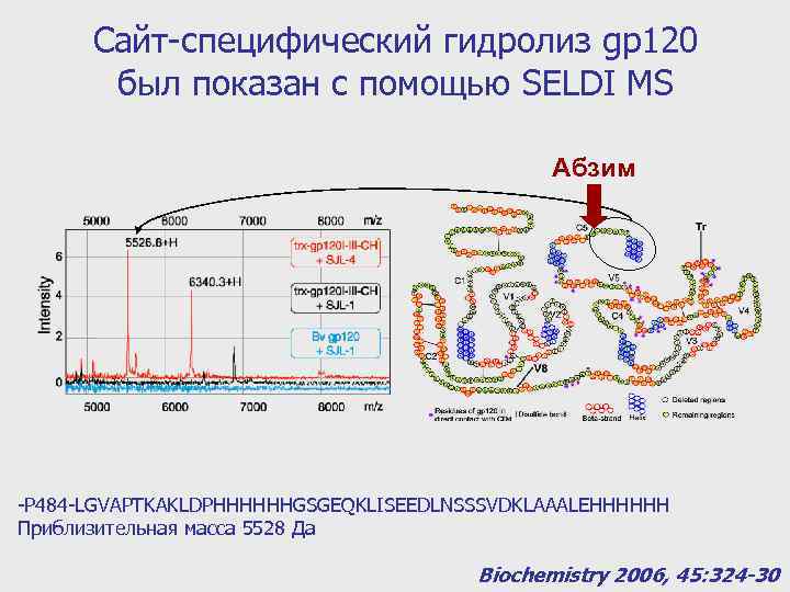 Сайт-специфический гидролиз gp 120 был показан с помощью SELDI MS Абзим -P 484 -LGVAPTKAKLDPHHHHHHGSGEQKLISEEDLNSSSVDKLAAALEHHHHHH