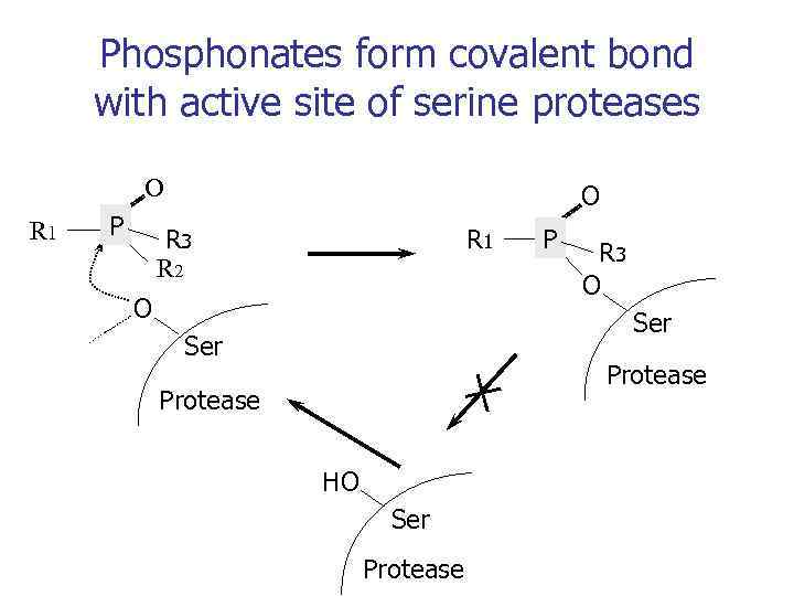 Phosphonates form covalent bond with active site of serine proteases O R 1 P